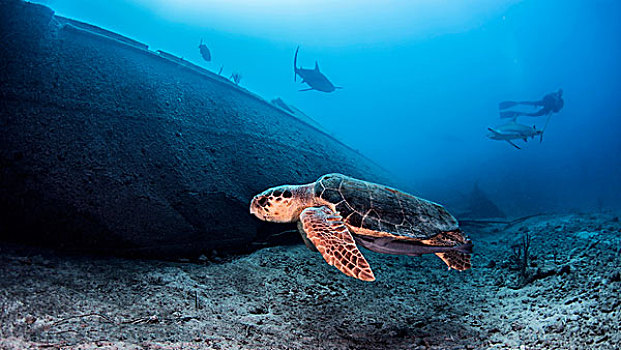 海龟,水下视角,拿骚,巴哈马