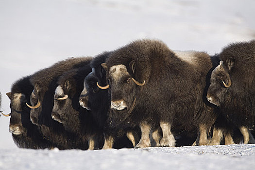麝香牛,母牛,防御,排列,冬天,半岛,靠近,北极,阿拉斯加