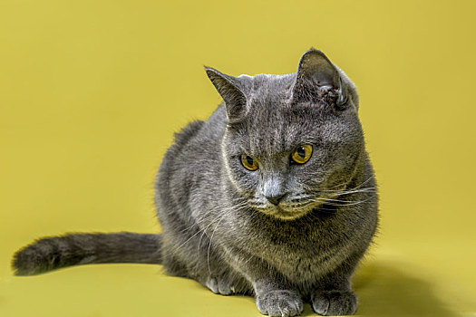 一只灰色短毛蓝猫在黄色背景前