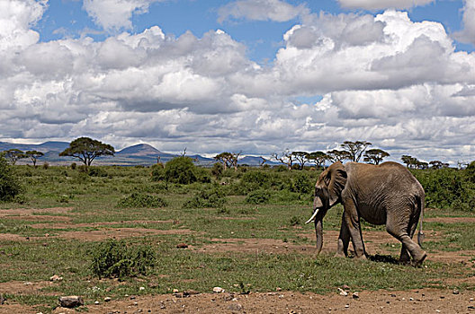 非洲,肯尼亚,安伯塞利国家公园,大象,走,乡村