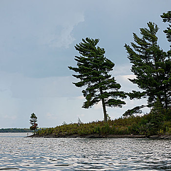 常青树,湖岸,湖,木头,安大略省,加拿大