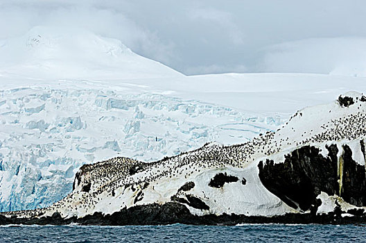 南极,大象,岛屿,帽带企鹅,生物群,掩埋,雪,全球变暖