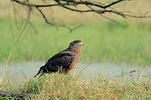 毒蛇,鹰,盖奥拉迪奥,国家公园,巴拉特普尔,拉贾斯坦邦,印度,亚洲