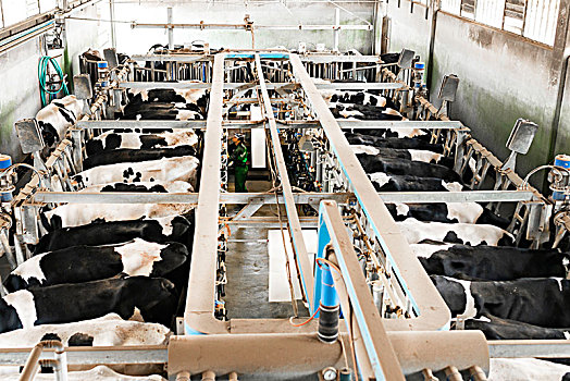 乳牛场,工作,挤奶,厅室