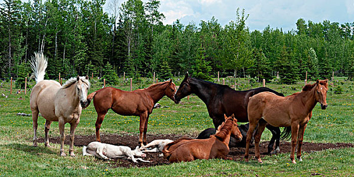 马,牧场,北方,艾伯塔省,加拿大