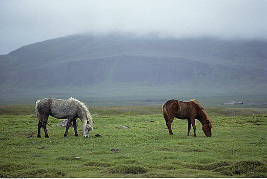 冰岛,小马,西部