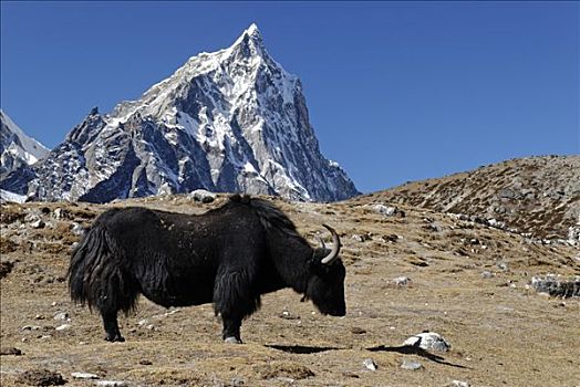 黑色,牦牛,萨加玛塔国家公园,尼泊尔