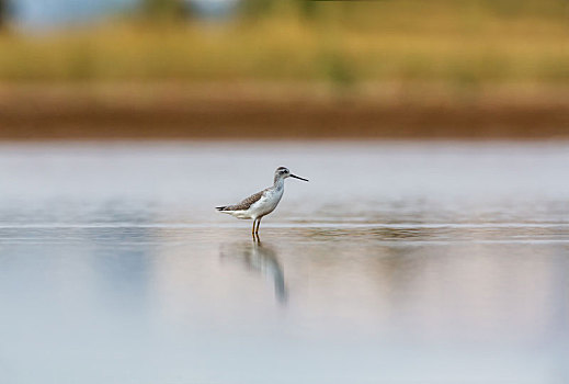 栖息于河流岸边,河滩或沼泽草地,以小型脊椎动物为食的泽鹬鸟