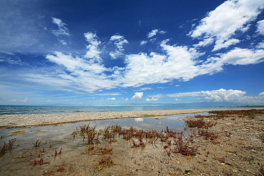 青海湖滩涂