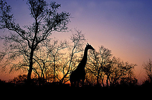 长颈鹿,黄昏,克鲁格国家公园,南非,非洲