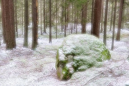 斯堪的纳维亚,瑞典,树林,冬天