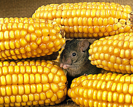 房子,小鼠,成年,吃,玉米