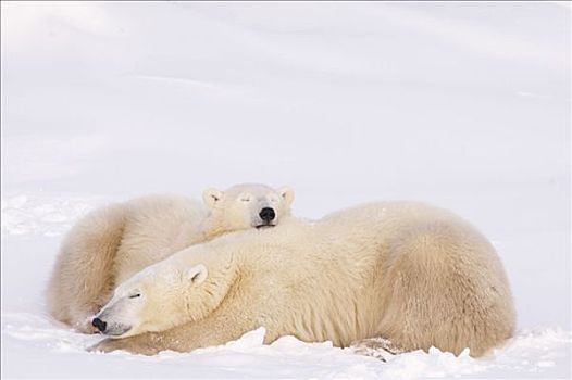 母兽,北极熊,丘吉尔市,曼尼托巴,加拿大