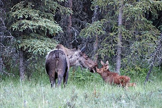 驼鹿,母兽,母牛,两个,小,幼兽,德纳里峰国家公园,阿拉斯加,美国