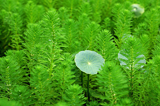 绿色的水生植物