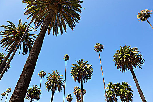 棕榈树,比弗利山,洛杉矶,加利福尼亚,美国