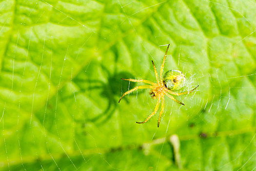 黄瓜,绿色,蜘蛛,蜘蛛网