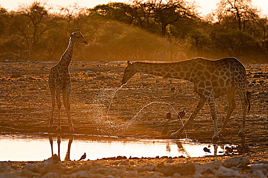 长颈鹿,一对,水坑,埃托沙国家公园,纳米比亚