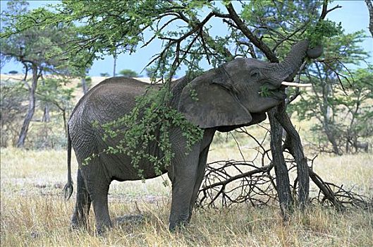 非洲象,雌性,浏览,树上,叶子,马赛马拉国家保护区,肯尼亚,非洲