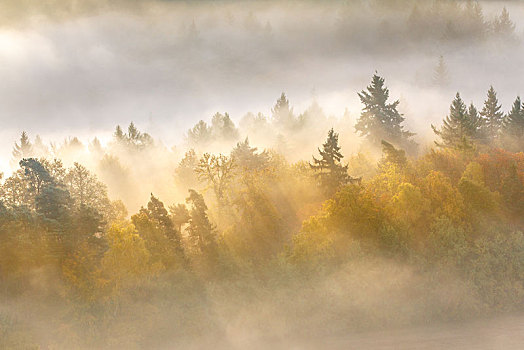 普拉蒂纳特,树林,秋天,阳光,发光,雾气,莱茵兰普法尔茨州,德国,欧洲