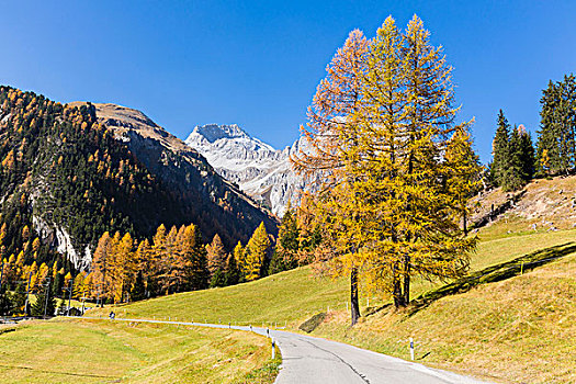 落叶松,叶子,山,道路,背景,瑞士