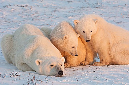 北极熊,家族,一个,成年人,雪原,日落