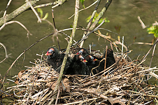 黑水鸡,幼禽,鸟窝