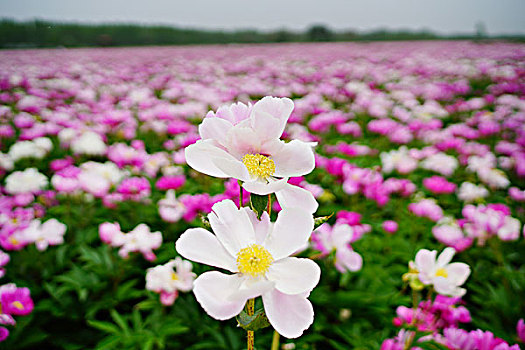 芍药花,花卉,花海