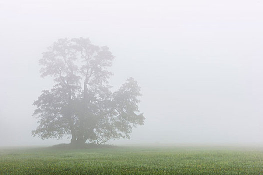 赤杨,树,晨雾,自然保护区,黑森州,德国