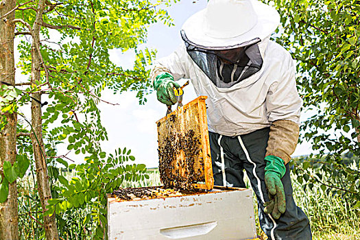 养蜂人,工作,蜂巢,花园