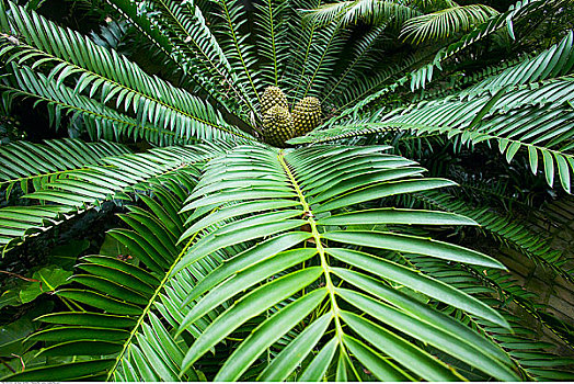 铁树目裸子植物,洛杉矶国家植物园,植物园,阿卡迪亚,加利福尼亚,美国