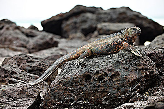海鬣蜥,加拉帕戈斯群岛,厄瓜多尔,南美,北美