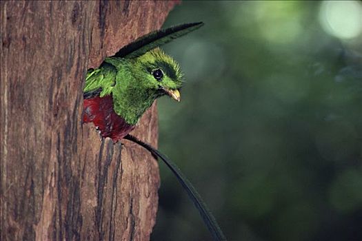 凤尾绿咬鹃,洞,蒙特维多云雾森林自然保护区,哥斯达黎加