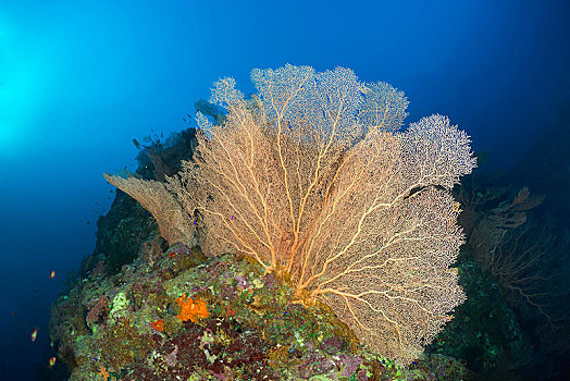珊瑚礁,巨大,海扇,红海,埃及,非洲