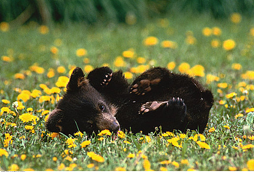 黑熊,幼兽,卧,地点,艾伯塔省,加拿大