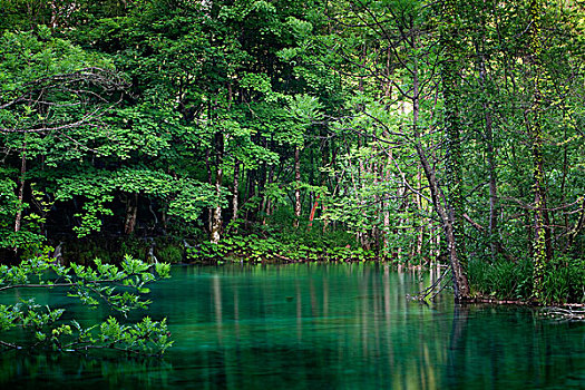 树林,湖,十六湖国家公园,世界遗产,克罗地亚,欧洲