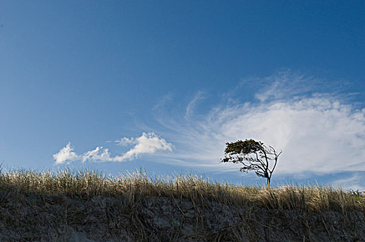 树,波罗的海
