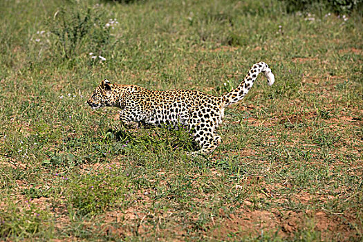 豹,4个月,老,幼兽,跑,大草原,纳米比亚
