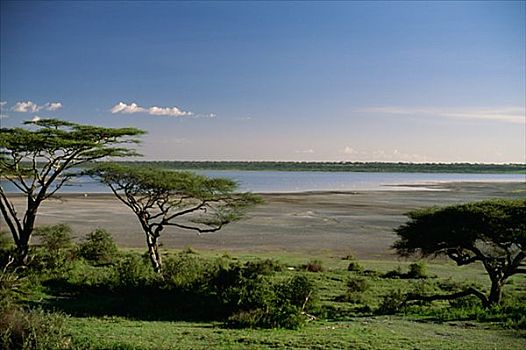 风景,塞伦盖蒂,坦桑尼亚