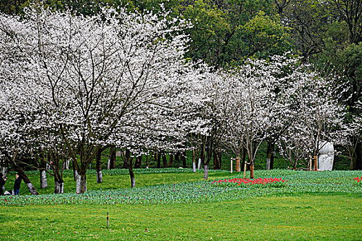 春景太子湾公园的樱花