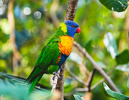 彩虹鹦鹉,坐,枝头,俘获,澳大利亚