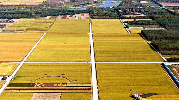 山东省日照市,万亩水稻迎来收获季,色彩斑斓如打翻调色板