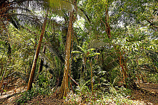 危地马拉,蒂卡尔国家公园,象牙制品,棕榈树