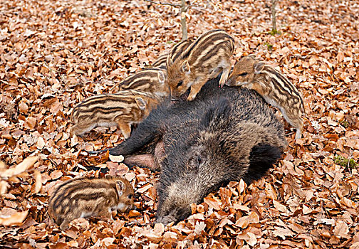 野猪,母猪,吸吮,小猪,俘获,北莱茵威斯特伐利亚,德国,欧洲