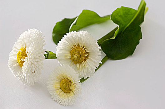 白色,雏菊属,品种