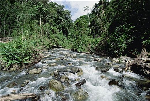 雨林,河流,靠近,伊里安查亚省,新几内亚,印度尼西亚