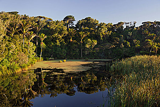 水塘,木头,南岛,新西兰