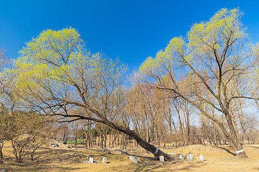 初春北京圆明园风光