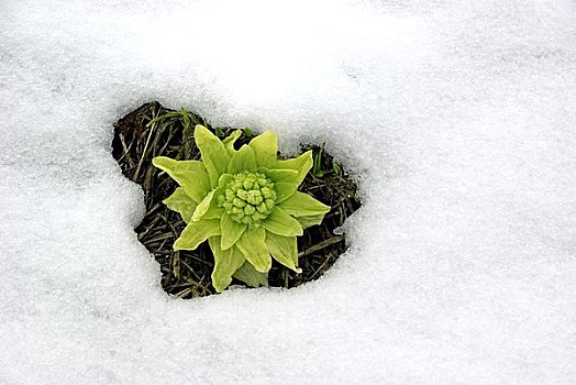 蜂斗叶属植物,芽,雪地