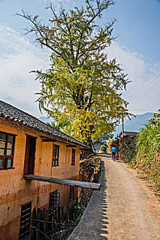 银杏树,白果树,土屋,路,路面,蓝天,黄色